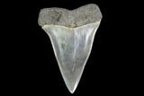 Fossil Mako Shark Tooth - South Carolina #142314-1